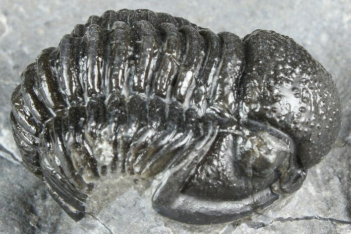 Detailed Gerastos Trilobite Fossil - Morocco #363960